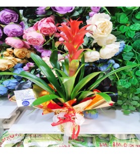 Saksı Çiçeği Guzmania Büyük Boy